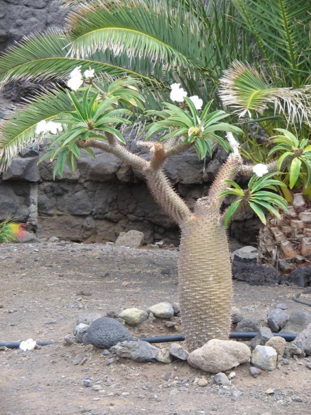 Madagaszkári pálma - Gumólábfa - Különleges évelők az Egzotikus Növények Stúdiója kínálatából